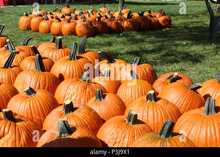 Den Tag mit meiner Familie Reisinger Apple's Land verbracht. Sehr schön Apple Orchard in Watkins Glen, New York entfernt Stockfoto