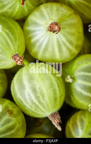 In der Nähe Bild von Reifen Stachelbeeren, geringe Tiefenschärfe. Stockfoto