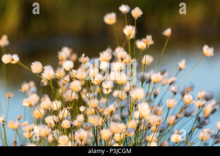 Cottongras im Moor im Sonnenuntergang Stockfoto