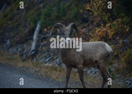 Big Horn Schafe im Yellowstone National Park Stockfoto