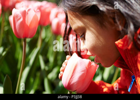 Schöne Nahaufnahme, Porträt einer jungen asiatischen Mädchen sorgfältig halten und einen Geruch Tulpe Blume in voller Blüte an der Keukenhof in den Niederlanden Stockfoto