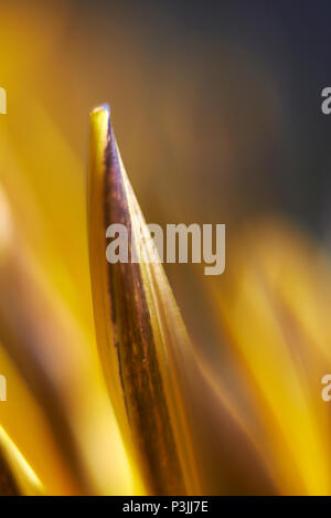 Extreme Makro Nahaufnahme der Gelbe Blütenblätter einer Sonnenblume am frühen Morgen warten auf die Sonne bis zu öffnen Stockfoto