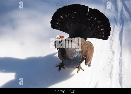 Tetrao urogallus (Auflagefläche der Anzeige). Erkylä, Hausjärvi, Finnland. Stockfoto