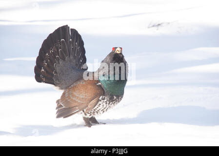 Tetrao urogallus (Auflagefläche der Anzeige). Erkylä, Hausjärvi, Finnland. Stockfoto