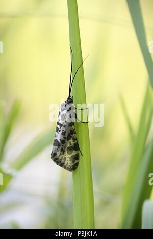 Caddisfly beschmutzt, auch Segge genannte fliegen und Rail-fliegen, Semblis phalaenoides Stockfoto