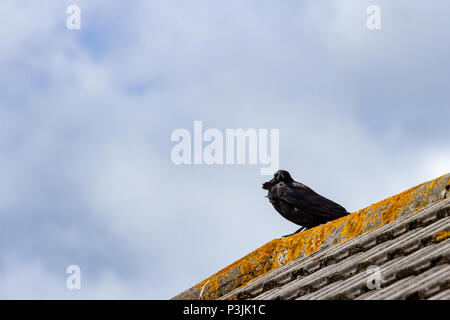 Schwarze Krähe, Anas strepera, sitzend auf einem Dach in einer städtischen Umgebung, Dorset, England, Großbritannien Stockfoto