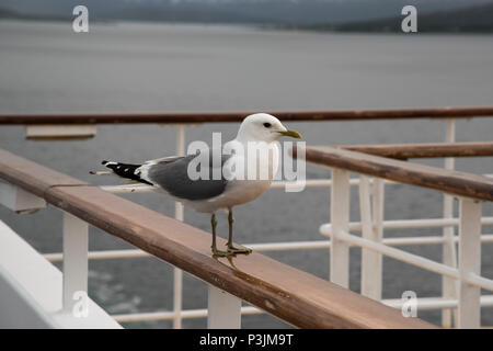 Sturmmöwe sitzen auf dem dollbord von kreuzfahrtschiff Mein Schiff 1 (alt) in Grøtsundet nördlich von Tromsø in norhtern Norwegen. Stockfoto