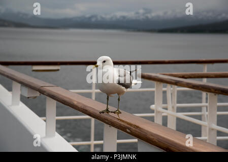 Sturmmöwe sitzen auf dem dollbord von kreuzfahrtschiff Mein Schiff 1 (alt) in Grøtsundet nördlich von Tromsø in norhtern Norwegen. Stockfoto