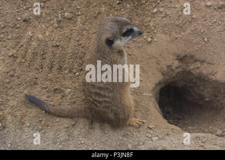 Erdmännchen, Kap Erdhörnchen oder Gopher genannt ist eine Wüste Säugetier. Wilde kleine Nager. Stockfoto
