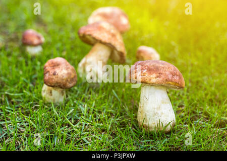 Close-up Steinpilze wachsen im Wald. Cep Pilze am grünen Gras glade. Sammeln von wilden essbaren Pilzen Konzept. Sonnigen Tag mit Sunflare. Copyspac Stockfoto