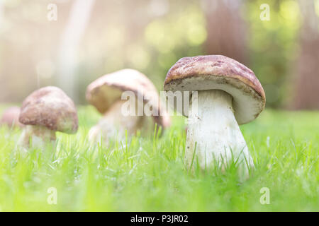 Close-up Steinpilze wachsen im Wald. Cep Pilze am grünen Gras glade. Sammeln von wilden essbaren Pilzen Konzept. Sonnigen Tag mit Sunflare. Copyspace Stockfoto