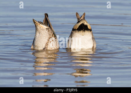 Ein paar dabbling Green-winged Teal. Stockfoto