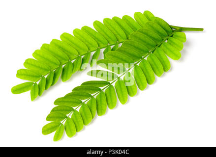 Frische Tamarinde Blätter auf weißem Hintergrund Stockfoto