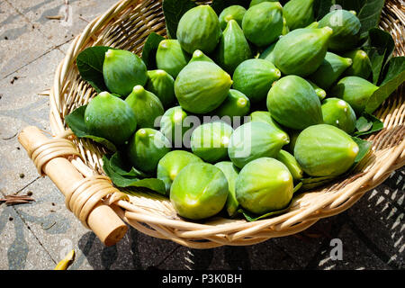 Frisch gepflückte Feigen in einem Strohkorb gesammelt, Ficus Carica - Apulien, Italien Stockfoto