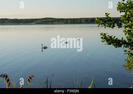 Früh Morgens mit Sonnenaufgang hinter Bäumen im Stockfoto