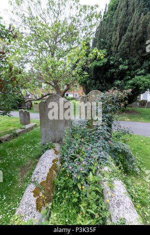 Friedhof und 14. Jahrhundert St. Mary's Church, Rye, East Sussex, England, Großbritannien Stockfoto