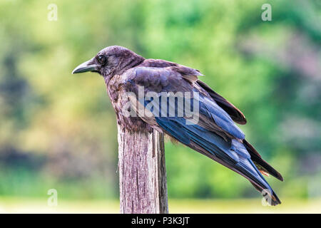 Horizontale Nahaufnahme eines rumpled Raven auf einem zaunpfosten mit einem unscharf Hintergrund. Stockfoto