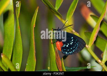 Atala (eumaios Atala), Pelican Island National Wildlife Refuge, Florida Stockfoto