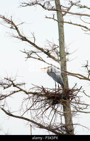 Great Blue Heron (Ardea herodias) Nest, Indian River County Feuchtgebiete, Vero Beach, Florida Stockfoto