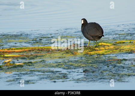 Amerikanische Blässhuhn (Fulica americana), Indian River County Feuchtgebiete, Vero Beach, Florida Stockfoto