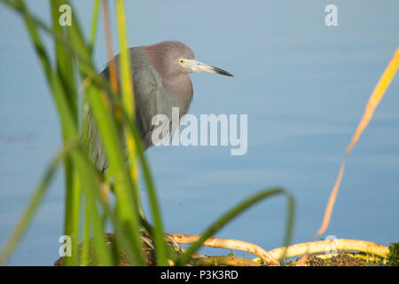 Little Blue Heron (Egretta caerulea), Indian River County Feuchtgebiete, Vero Beach, Florida Stockfoto