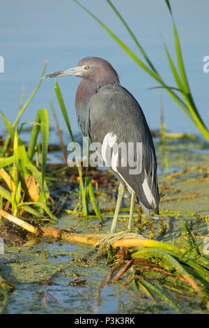 Little Blue Heron (Egretta caerulea), Indian River County Feuchtgebiete, Vero Beach, Florida Stockfoto