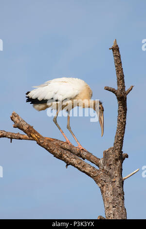 Holz Stork (Mycteria americana), St. Sebastian Fluß Preserve State Park, Florida Stockfoto