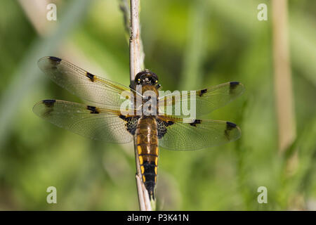Eine Nahaufnahme eines männlichen Vier Spotted Chaser Dragonfly (Libellula quadrimaculata) ruht auf einem Zweig in der RSPB Reservat, Minsmere, Suffolk, Großbritannien. Stockfoto