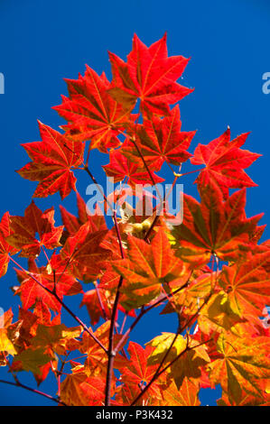 Wein-Ahorn (Acer Circinatum) aus Schlacht Ax Mountain Trail, Bull der Wald Wildnis, Mt Hood National Forest, Oregon Stockfoto