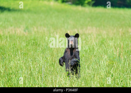 Horizontale Schuß eines ständigen Schwarzer Bär in einem Feld mit Blick auf die Kamera mit Platz kopieren. Stockfoto