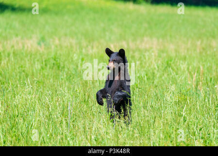 Horizontale Schuß eines ständigen Schwarzer Bär in ein grünes Feld suchen Kamera mit Kopie Raum links Stockfoto