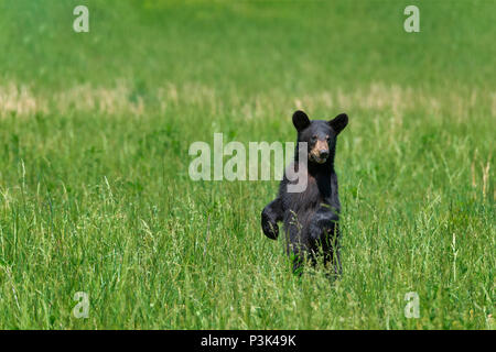 Eine North American Black Bear stehend in ein grünes Feld mit kopieren. Stockfoto