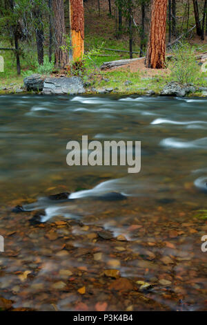 Malheur Wild and Scenic River, Malheur National Forest, Oregon Stockfoto