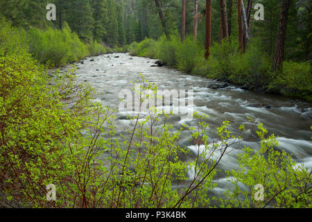 Malheur Wild and Scenic River, Malheur National Forest, Oregon Stockfoto