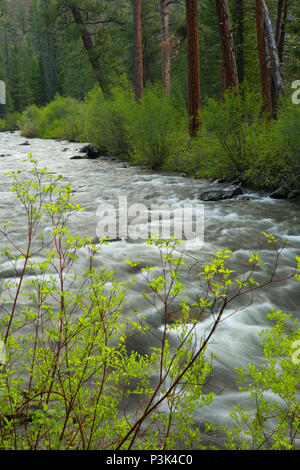 Malheur Wild and Scenic River, Malheur National Forest, Oregon Stockfoto