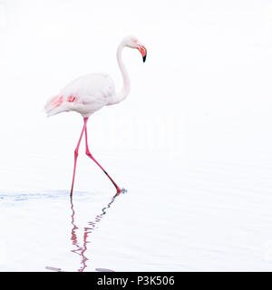 Elegante waten Flamingo Vogel, High Key, mit seinen langen leggs im Wasser widerspiegelt Stockfoto