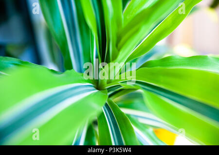 In der Nähe von grün gestreiften Dracaena Stockfoto