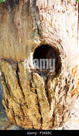 Loch in einer Amtsleitung Stockfoto