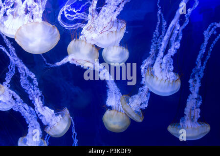 Brennnessel Quallen North Carolina Aquarium Roanoke Island Stockfoto