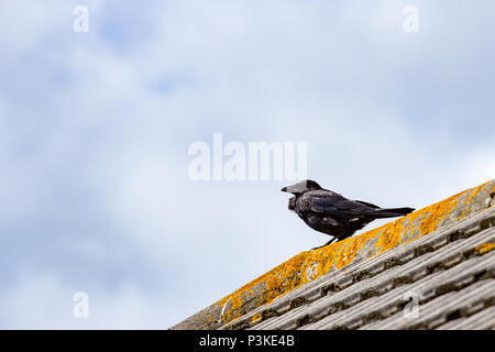 Schwarze Krähe, Anas strepera, sitzend auf einem Dach in einer städtischen Umgebung, Dorset, England, Großbritannien Stockfoto