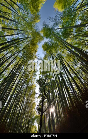 Sonnenaufgang im Bambuswald. Arashiyama. Kyoto. Japan Stockfoto