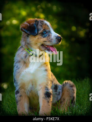 Australian Shepherd Welpe, 3 Monate alt Stockfoto