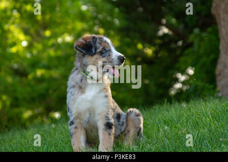 Australian Shepherd Welpe, 3 Monate alt Stockfoto