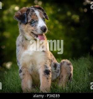 Australian Shepherd Welpe, 3 Monate alt Stockfoto