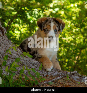 Australian Shepherd Welpe, 3 Monate alt Stockfoto