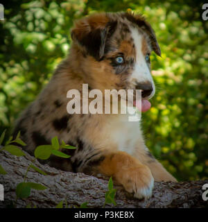 Australian Shepherd Welpe, 3 Monate alt Stockfoto