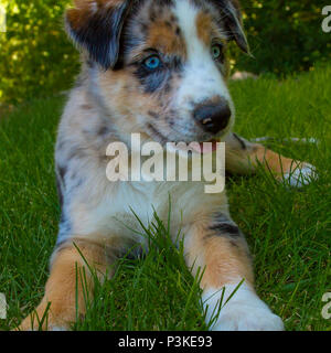 Australian Shepherd Welpe, 3 Monate alt Stockfoto