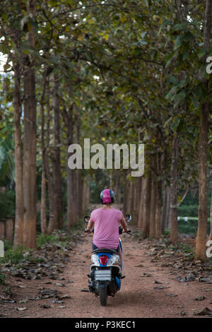 Frau reiten Roller auf der Forststraße, Pai, Mae Hong Bald, Thailand Stockfoto