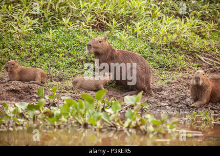 Junge capybara (Hydrochoerus hydrochaeris) von seiner Mutter gesäugt mit anderen jungen Wasserschweine durch Sitzen nah an Sein Stockfoto