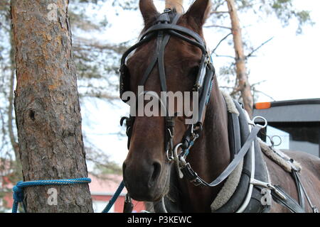 Pferd und Buggy auf der Windmühle in Watkins Glen, New York Stockfoto